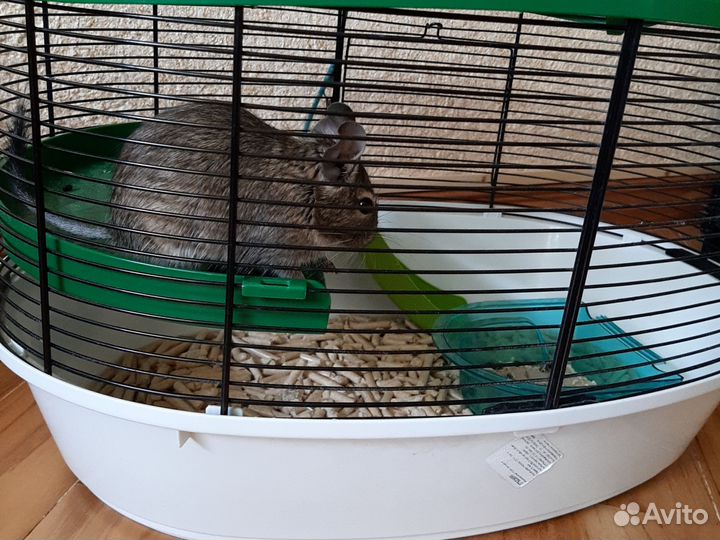 Дегу с клеткой девочка отдам