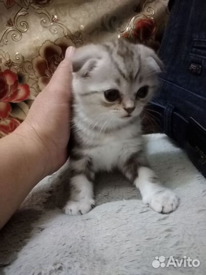 Шотландские вислоухие котята