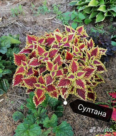 Колеусы вегетативные