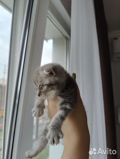 Британские котята