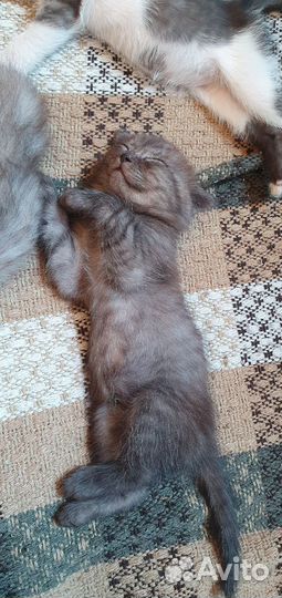 Вислоухие котята