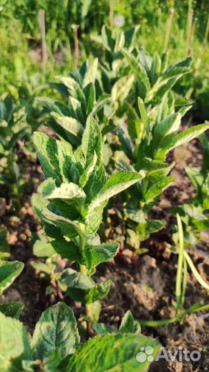 Мята душистая или круглолистная перечная