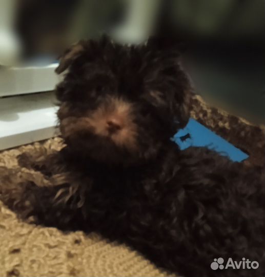 Йоркширский терьер