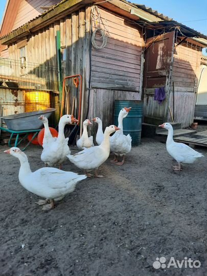 Гуси 
