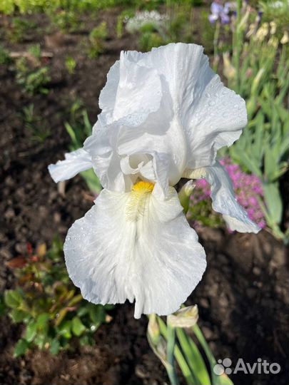 Ирисы сортовые высокорослые (белый)