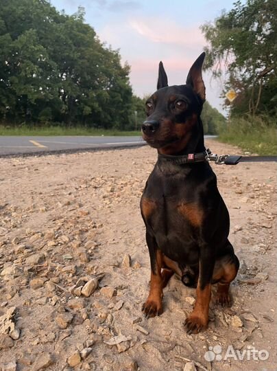 Цвергпинчер вязка