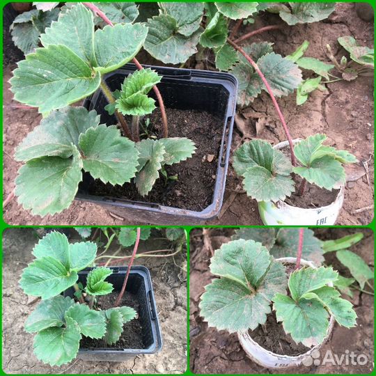 Усы клубники Много сортов