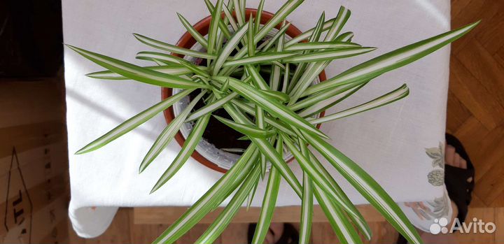 Хлорофитум хохлатый