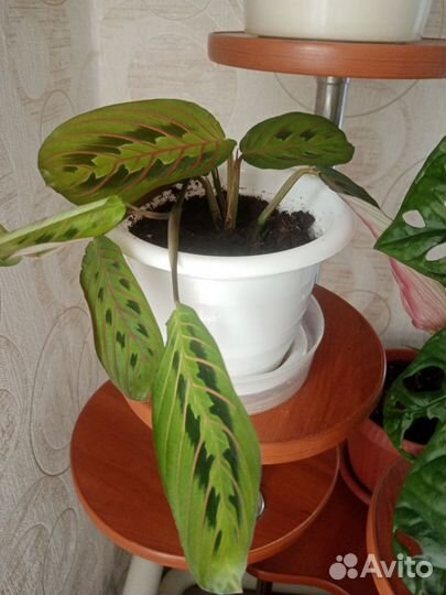 Маранта триколор