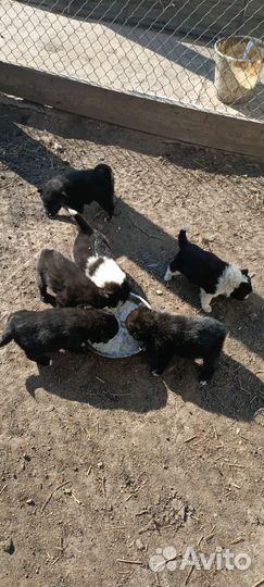 Щенки лайки