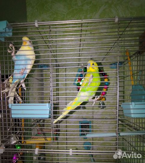 Волнистые попугаи вместе с клеткой