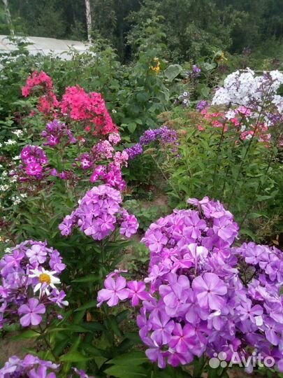 Флоксы сортовые.хризантемы