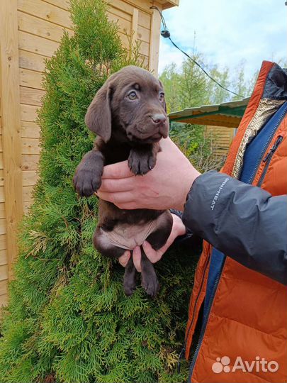 Лабрадор щенки девочки с документами