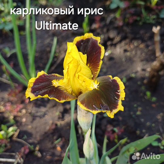 Ирис, многолетники, растения для сада