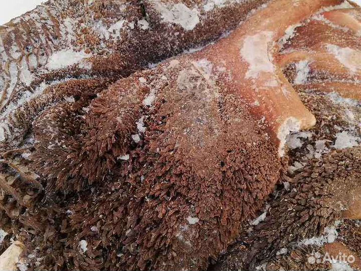 Корм для собак