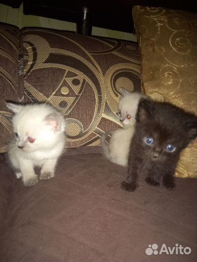 Отдам котят в добрые руки