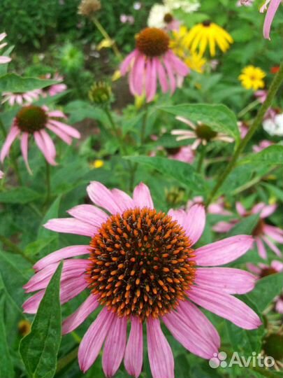 Эхинацея