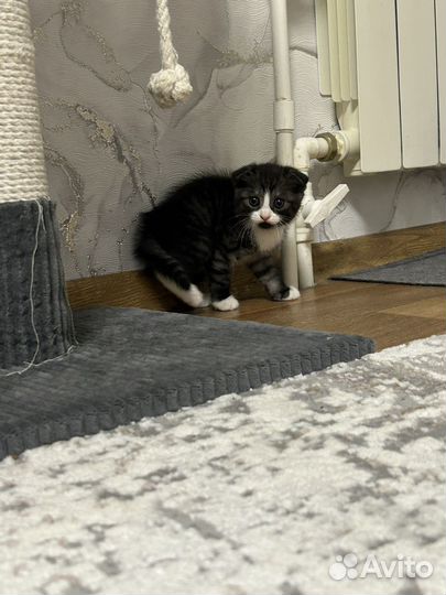 Котенок метис в добрые руки