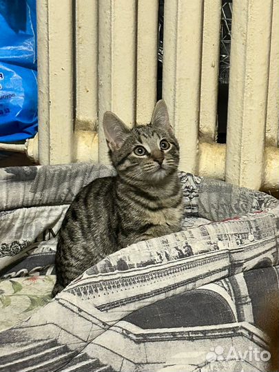 Отдам в добрые руки