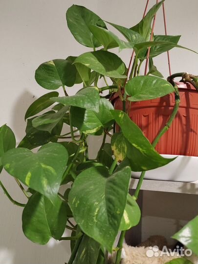 Сциндапсус