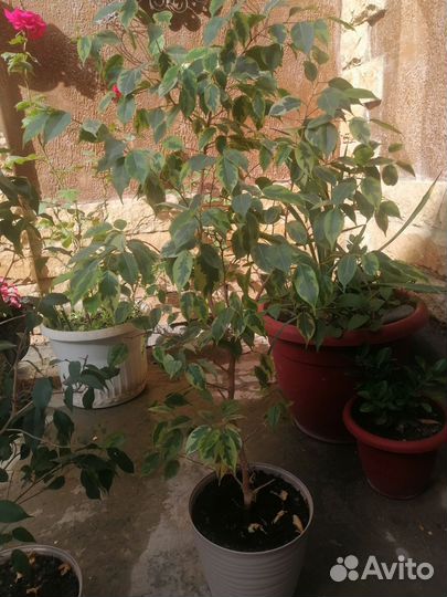 Фикус бенджамина