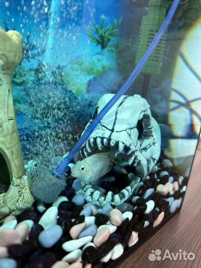 Аквариум с рыбками