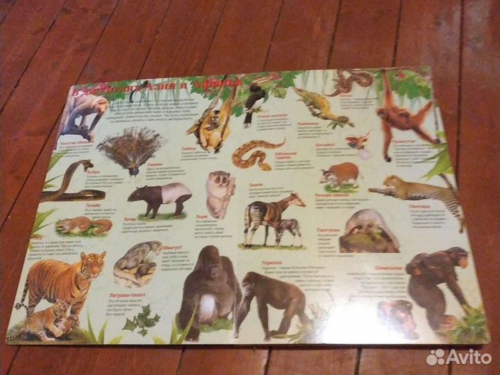 Книга для детей Мир животных