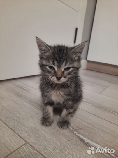 Милый котёнок
