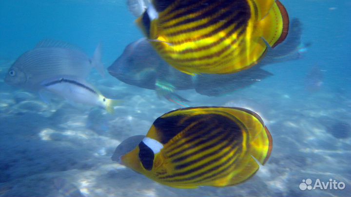 Бокс для камеры + камера Sony dsc-w90