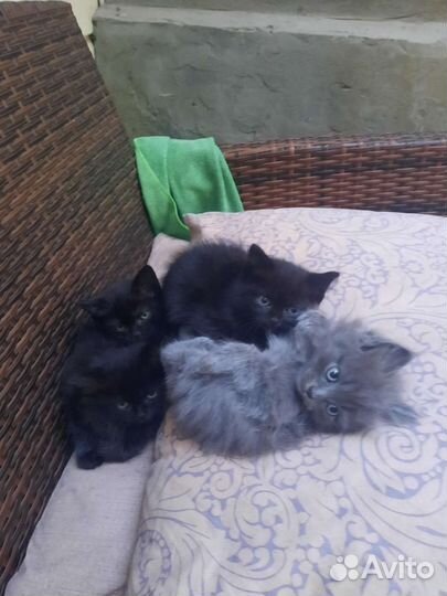 Котята. Отдам в дар
