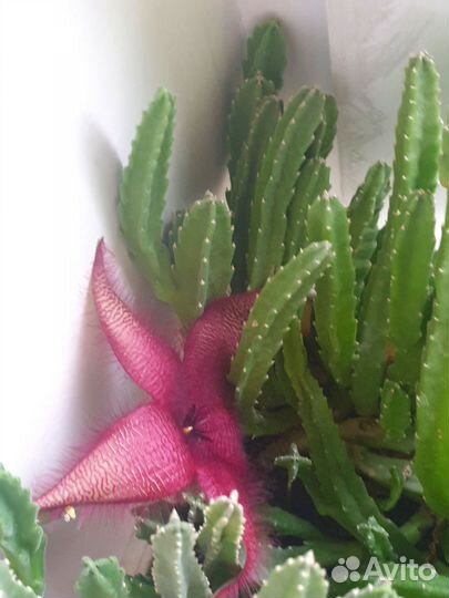 Кактусы и суккуленты Стапелия гигантская