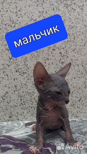 Донской сфинкс велюр котята