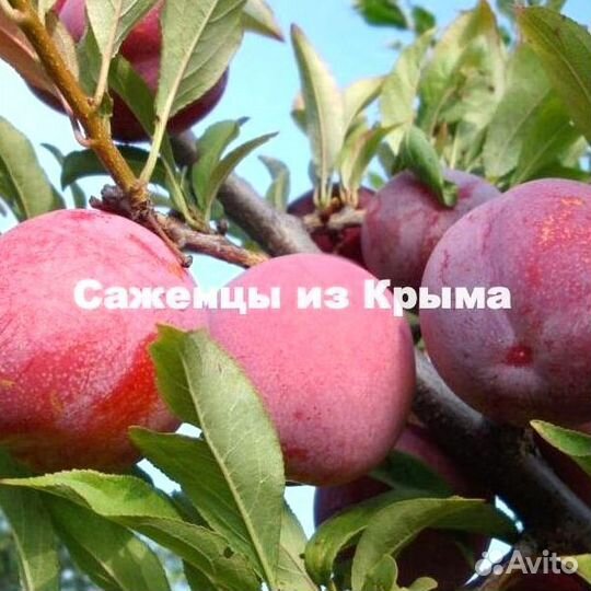 Саженцы Алычи Оцарк Премьер