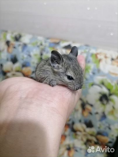 Актуально, Продам малышей Дегу