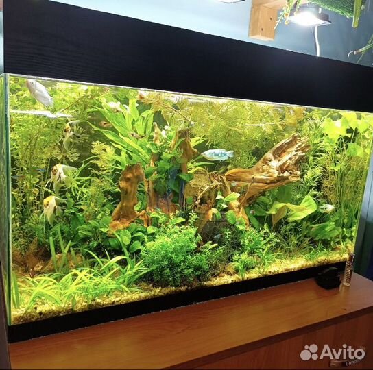 Обслуживание аквариумов