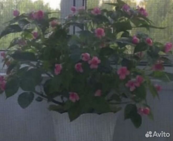 Бальзамин розенбудный (огонёк, мокрый Ванька)