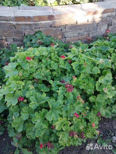 Большие кусты герани