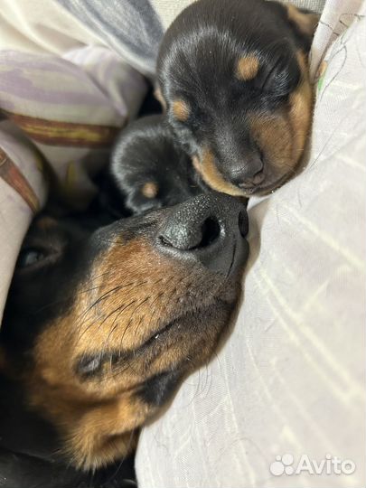 Щенки таксы