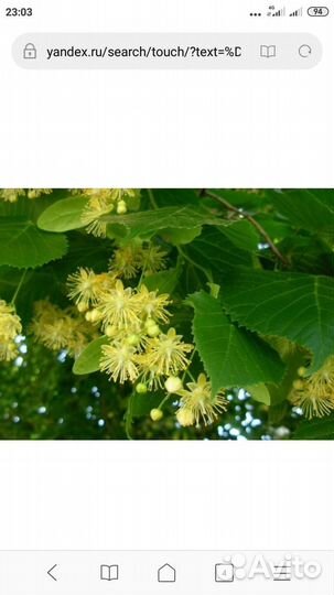 Липы, березы, ёлка