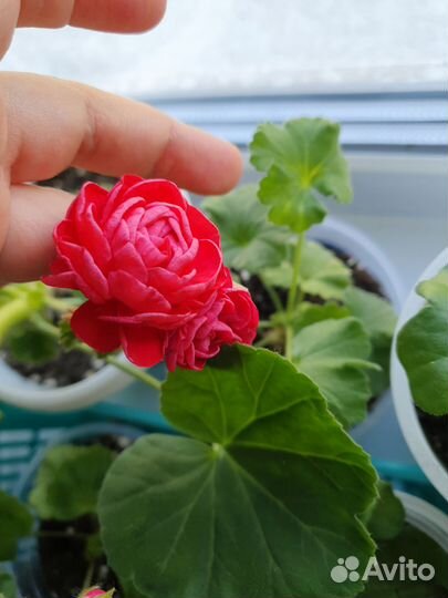 Пеларгония герань