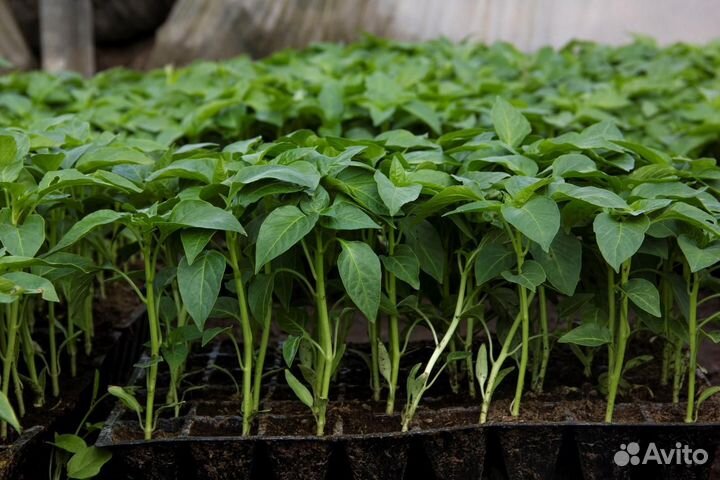 Рассада томатов, баклажанов и перцев