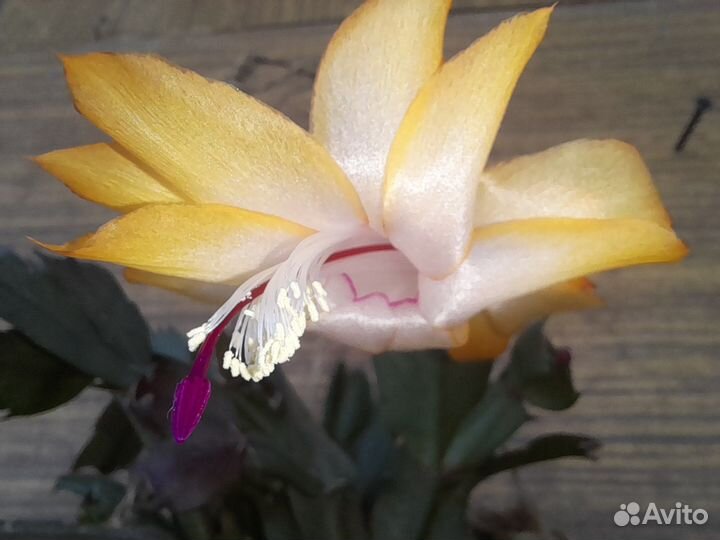 Шлюмбергера(декабрист) желтый