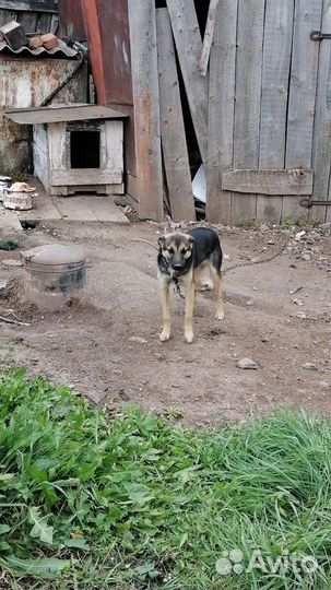 Восточноевропейская овчарка