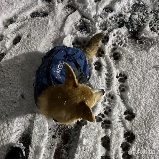 Одежда для средних собак