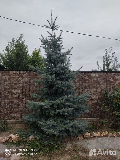 Ель голубая живая