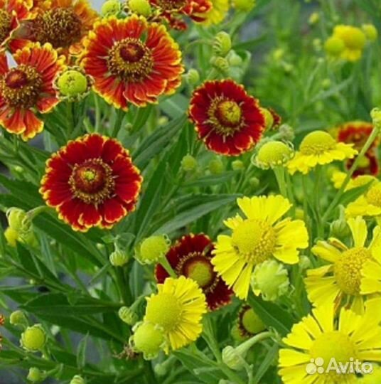 Плодовые деревья,кустарники, многолетники