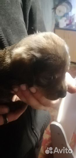 Отдам щенков