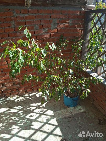 Фикус бенджамина большой