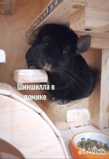 Шиншилла экстра темная гомоэбони