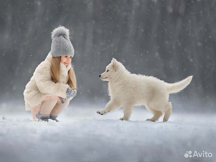 Фотосессия с собакой,аренда собаки